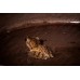 Rana arborícola asíatica - Rhacophorus leucomystax
